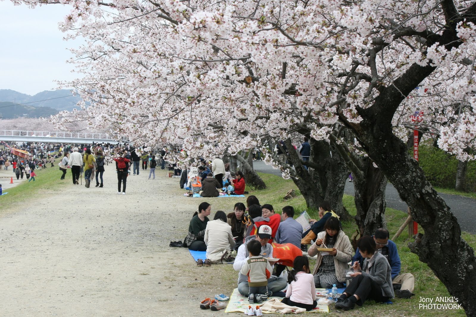 foto-foto-pemandangan-bunga-sakura-jepang-10